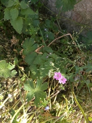 Geranium molle