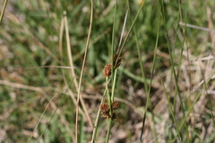 Cyperus durus