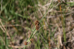 Cyperus durus