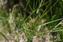 Cyperus longus tenuiflorus