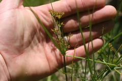 Cyperus longus tenuiflorus
