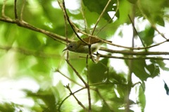 Aethopyga temminckii