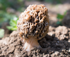 Morchella steppicola