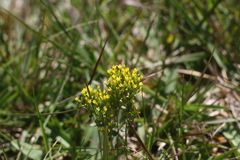 Sebaea hymenosepala