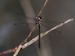 Austrophya mystica
