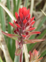 Castilleja arvensis pastorei