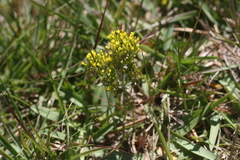 Sebaea hymenosepala