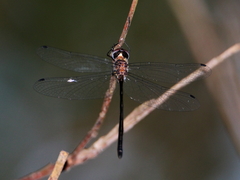 Austrophya mystica