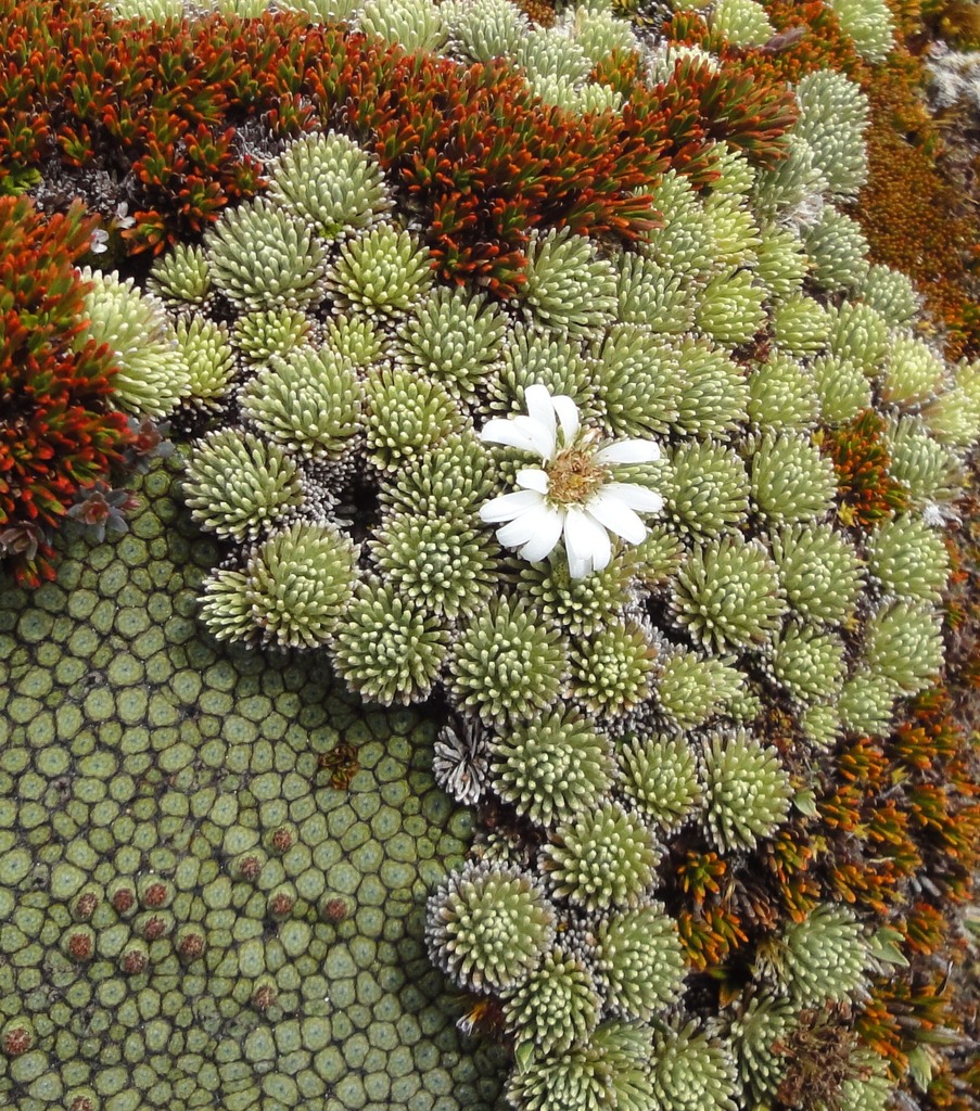 Stewart Island Silver Cushion Daisy