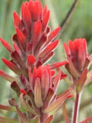 Castilleja arvensis pastorei