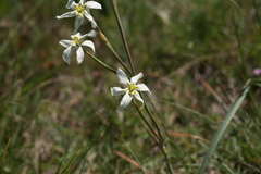 Moraea britteniae