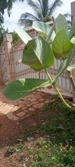 Calotropis procera
