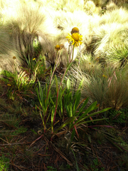 Hymenoxys integrifolia