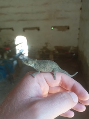 Bradypodion caeruleogula