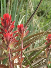 Castilleja arvensis pastorei
