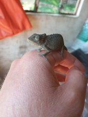 Bradypodion caeruleogula