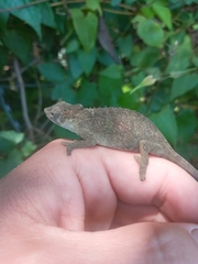 Bradypodion caeruleogula