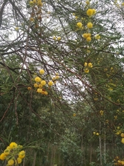 Vachellia nilotica