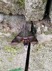 Atemnora westermannii