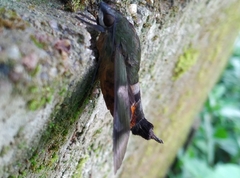 Atemnora westermannii