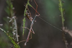 Marmessoidea vinosa