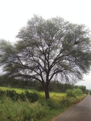 Vachellia nilotica
