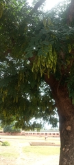 Fabaceae