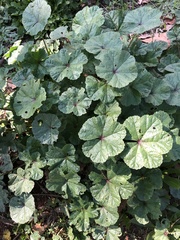 Malva sylvestris