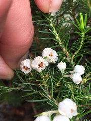Erica triflora