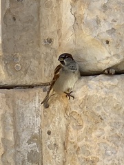 Passer domesticus