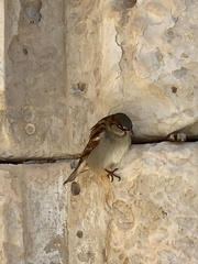 Passer domesticus
