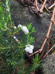 Erica triflora