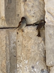 Passer domesticus