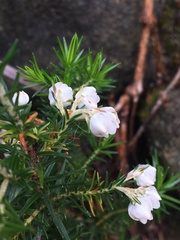 Erica triflora