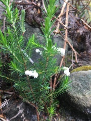 Erica triflora