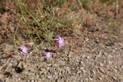 Centaurea paniculata