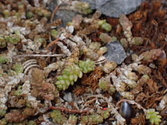 Sedum acre