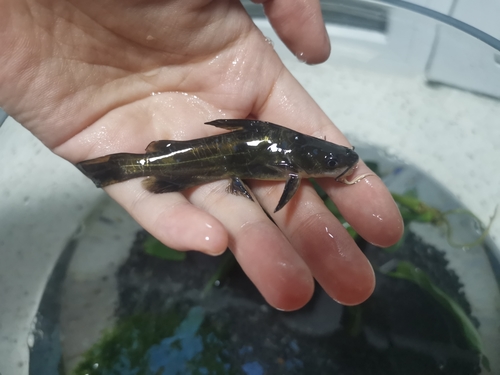 Tachysurus ussuriensis · iNaturalist