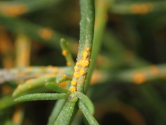 Coleosporium senecionis