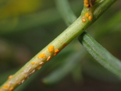 Coleosporium senecionis