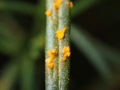 Coleosporium senecionis