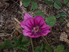 Malva sylvestris