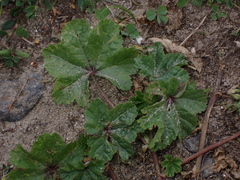 Malva sylvestris