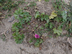 Malva sylvestris