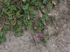 Malva sylvestris