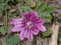 Malva sylvestris
