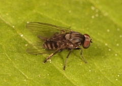 Lindneromyia dorsalis