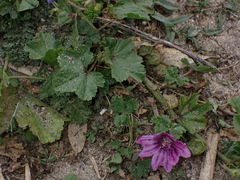Malva sylvestris