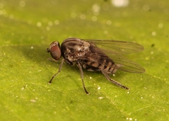 Lindneromyia dorsalis