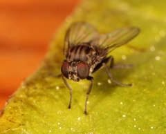 Lindneromyia dorsalis